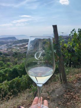 Cantine Federiciane. Vigna Cigliano