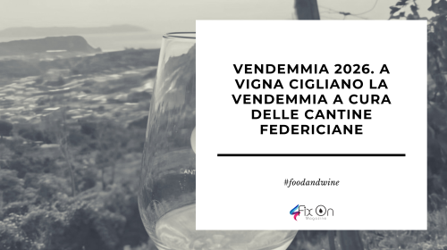 Vendemmia 2026. A Vigna Cigliano la vendemmia a cura delle Cantine Federiciane